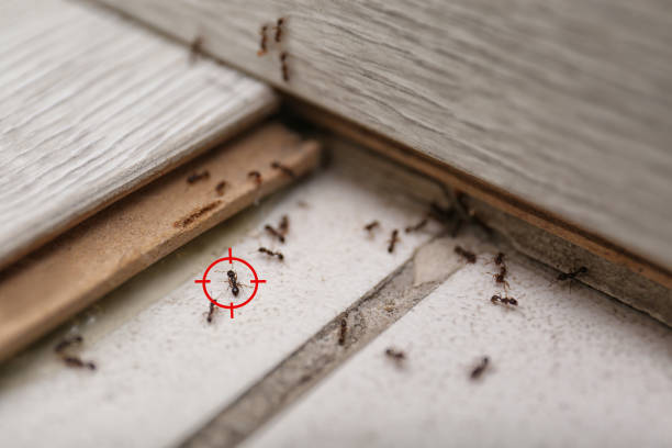 Pest Prevention Services in Parker, FL